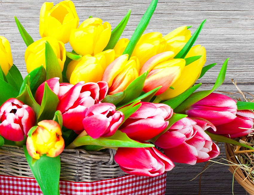 Tulipany, tulipan, kolor żółty, kwiat, czerwień, kwiaty, kolorowe Tapeta HD