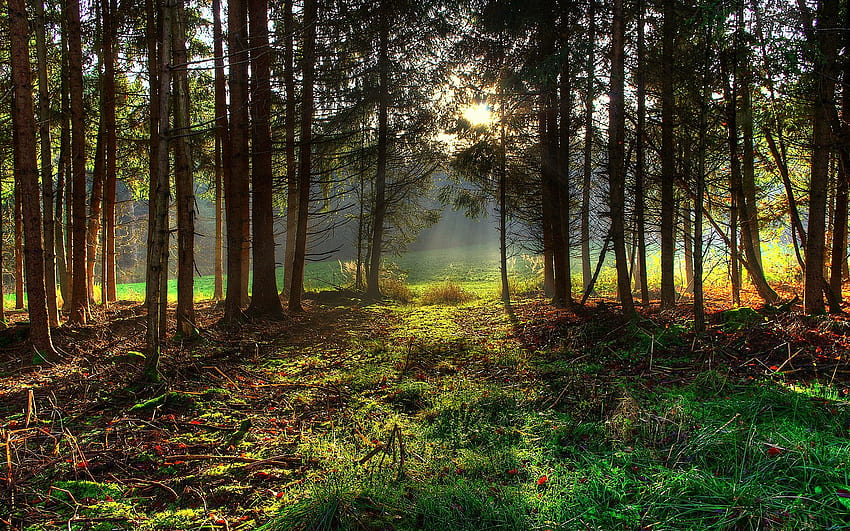 Floresta bonita do verão. Assista online de HD-Hintergrundbild