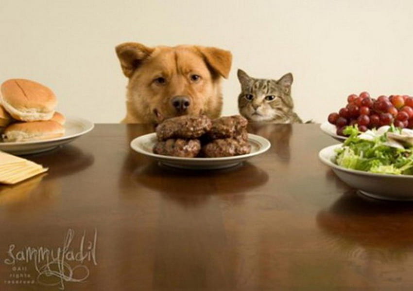 aromatic meatballs for the hungry:):), dog, table, dinner, fun, cat, tortillas, salad, meatballs HD wallpaper