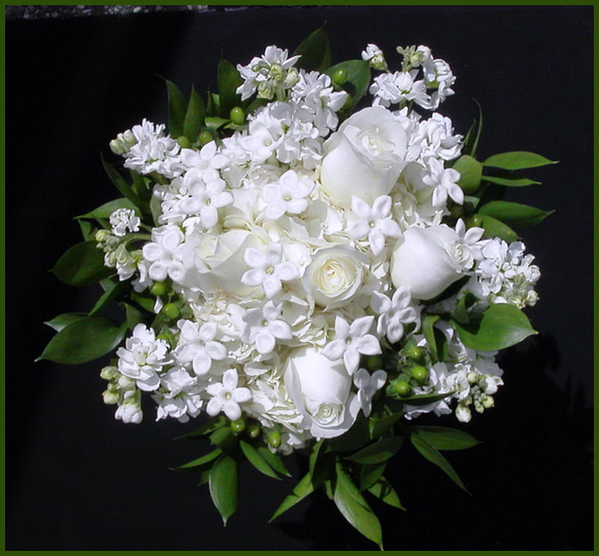 WHITES, white, black, roses, green, flowers, purity HD wallpaper