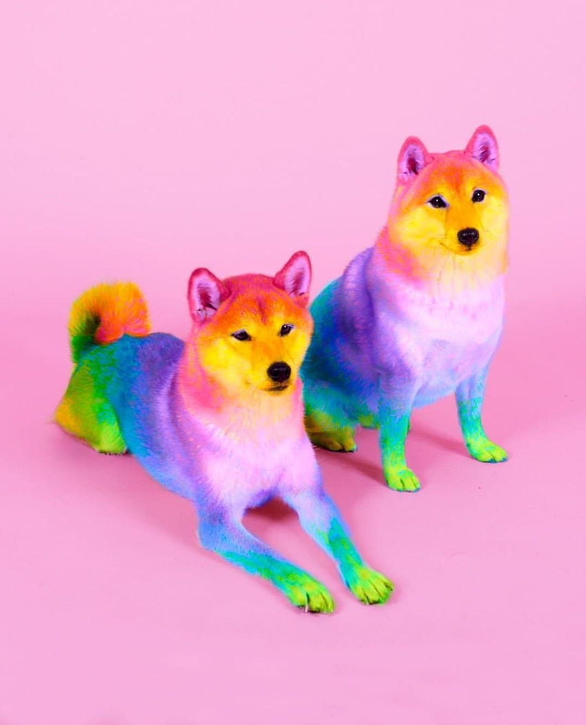 Rainbow Puppy, Cute Rainbow Animal HD phone wallpaper