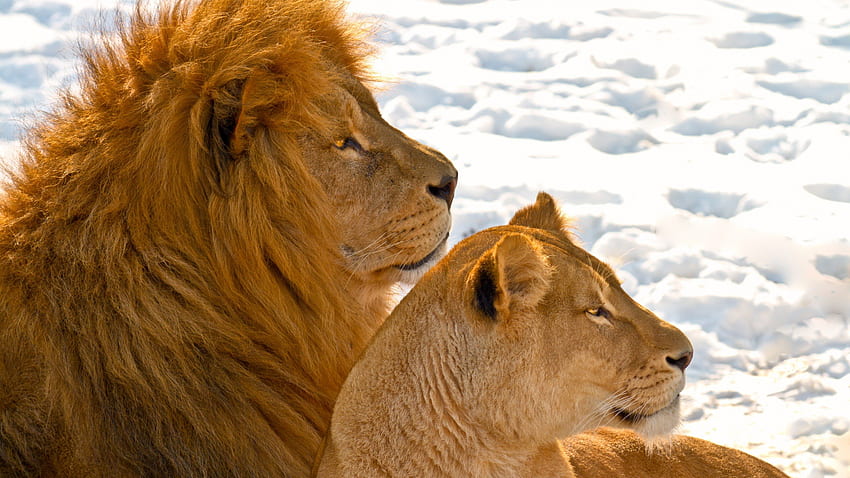 Lion and Lioness, pisica, tigru, leu, jaguar HD wallpaper