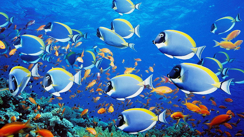 Fishes: Underwater Sealife Fishes Water Ocean Sea Fish Red HD wallpaper