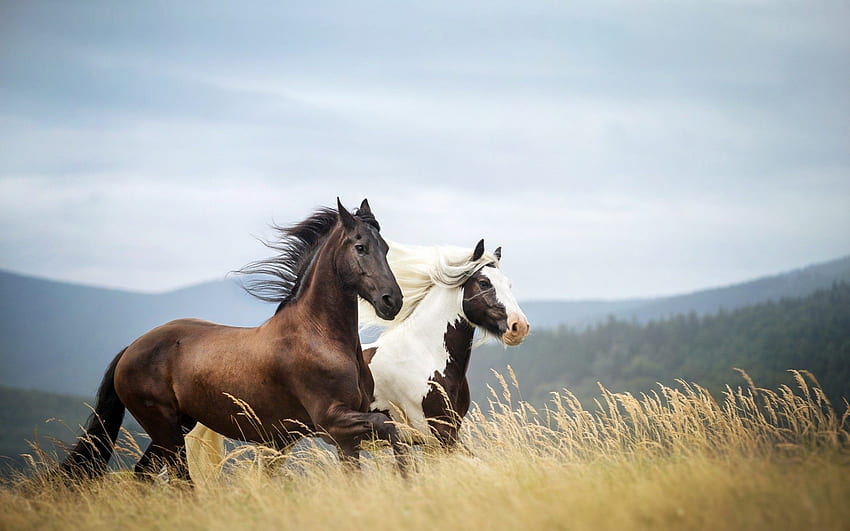 Caballos en las montañas, hermosos caballos corriendo salvajes fondo de pantalla