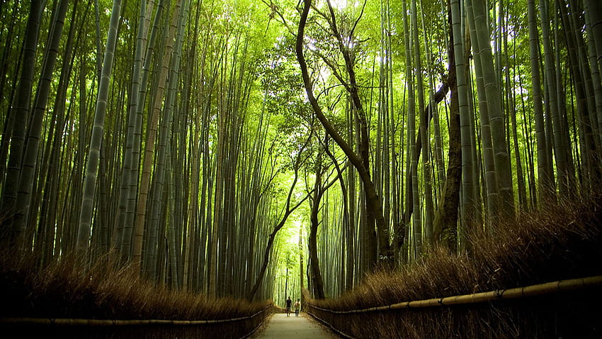 Sagano Bamboo Forest - Forest in Kyoto, Arashiyama HD wallpaper | Pxfuel