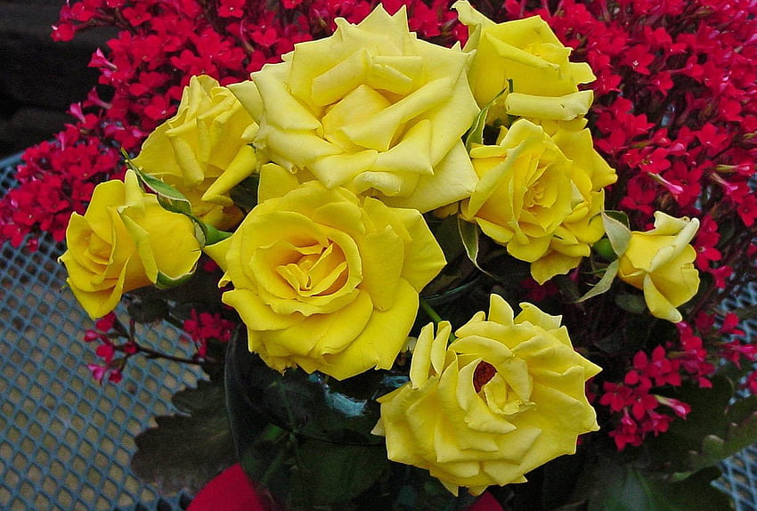 Beautiful Roses - Yellow Rose,, Red and Yellow Flowers HD wallpaper | Pxfuel