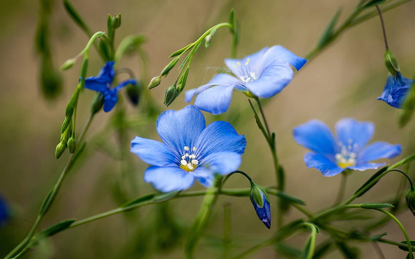 Bellissimi fiori, blu, giardino, natura, fiore Sfondo HD