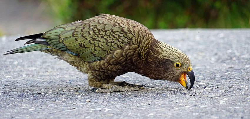 kea , background HD wallpaper