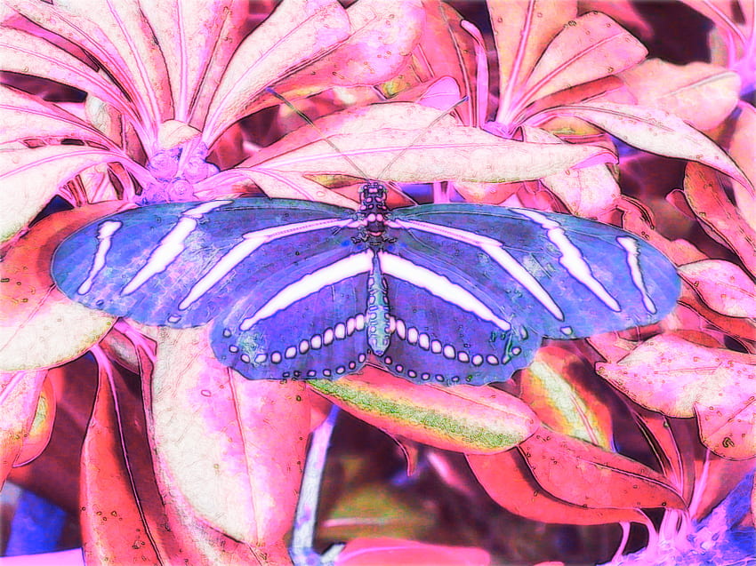 mariposa, azul, hojas, rojo fondo de pantalla