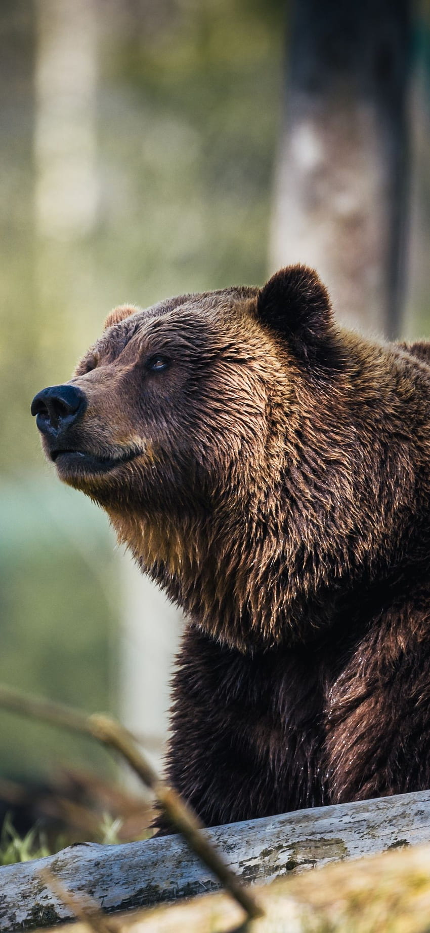 predator, wildlife, bear, furry HD phone wallpaper