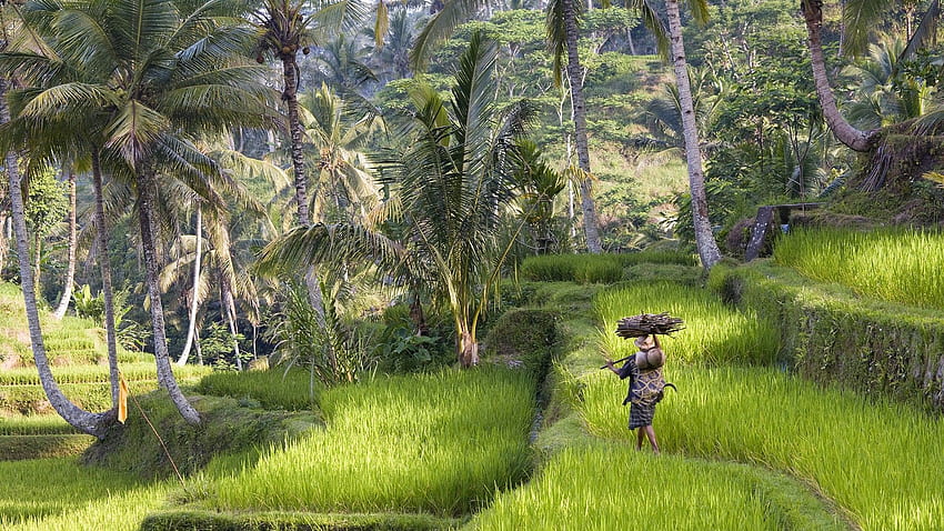 Doğa ağaçları pirinç Endonezya bali. . 199228 HD duvar kağıdı