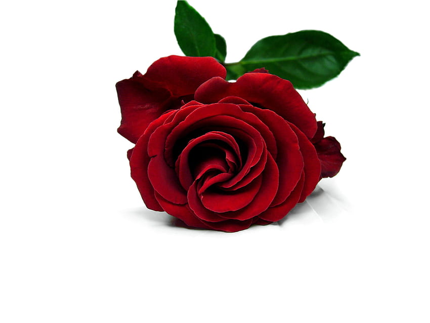 Red Rose, Clip Art, Clip Art on Clipart Library, Simple Rose HD wallpaper