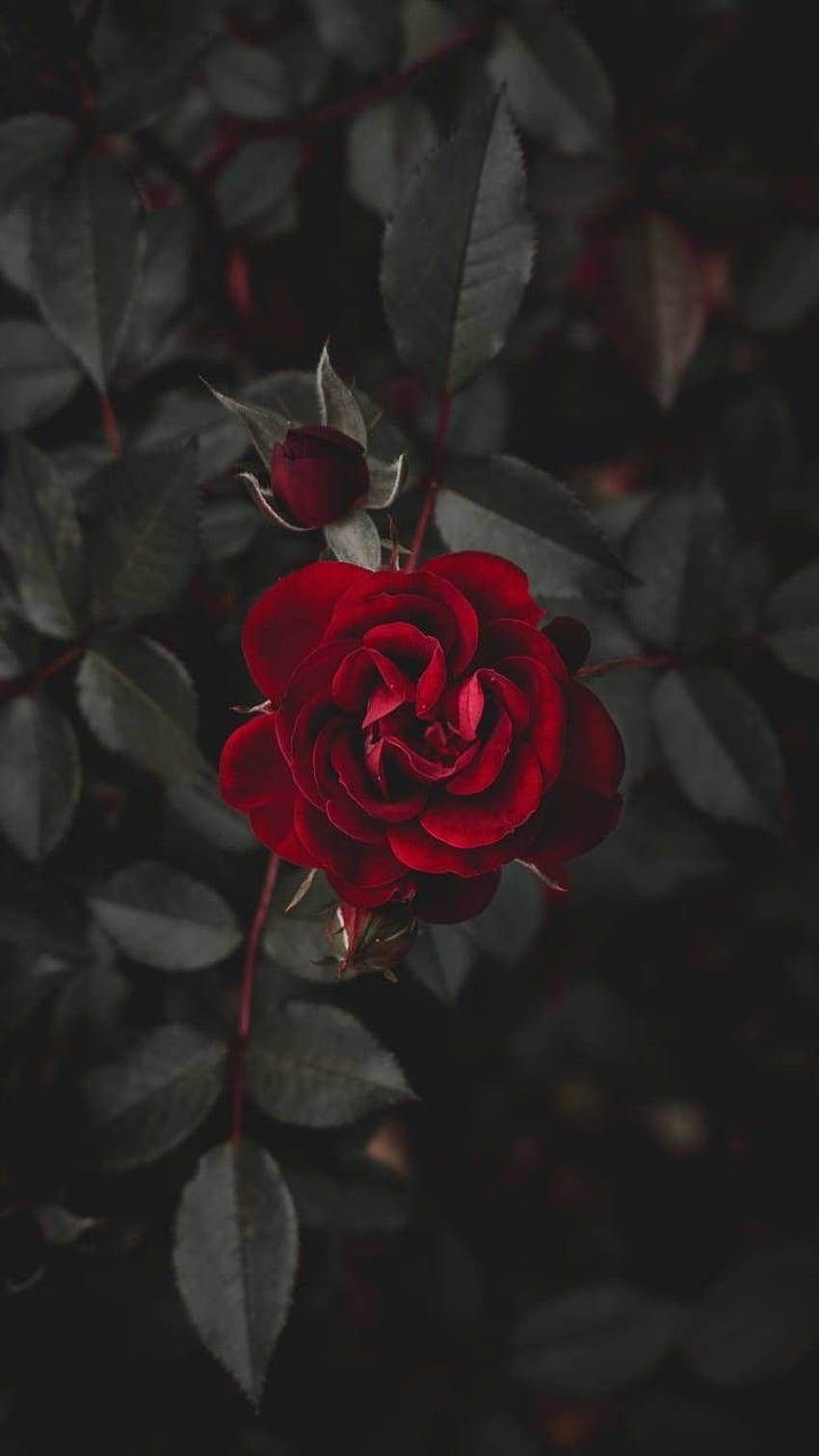 IPhone . Dunkel, rote Rose, hübsche Rose HD-Handy-Hintergrundbild