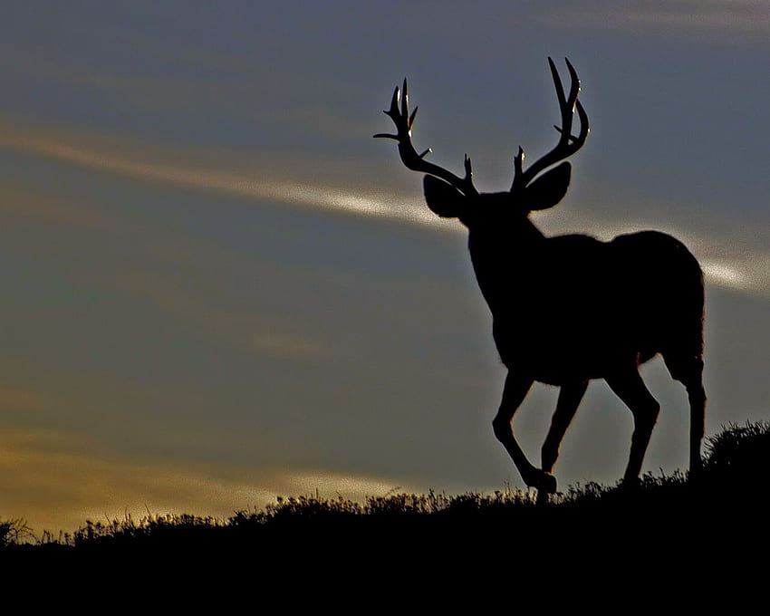 mule deer silhouette - Mule deer, Deer , Deer HD wallpaper
