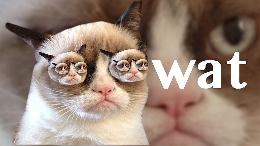 Cat Meme, Nope Grumpy Cat HD wallpaper