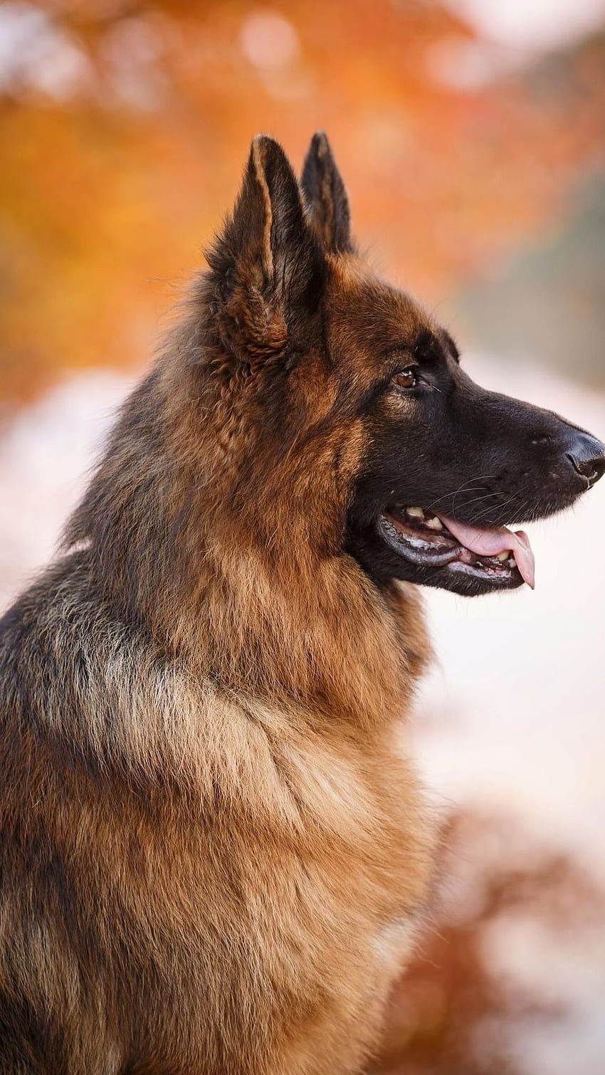 German Shepherd Dog, Dog, Pet HD phone wallpaper