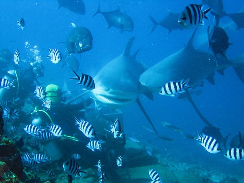 Scubba Men und Shark, Fisch, Hai, Ozean, Männer HD-Hintergrundbild