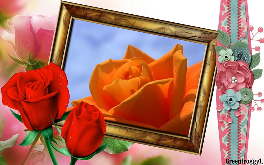 FRAMED ORANGE ROSE, FLOWER, ROSE, FRAME, ORANGE HD wallpaper