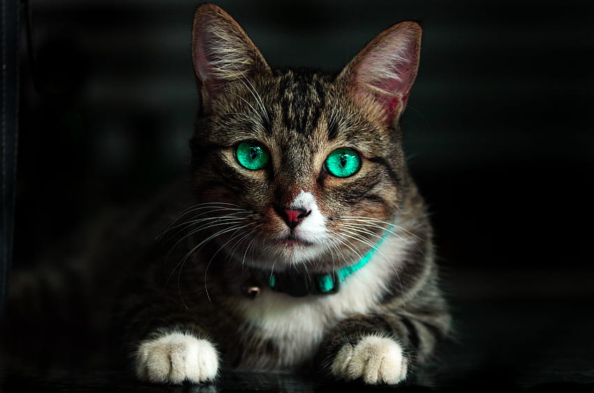 동물, 고양이, 아름 다운, 시력, 의견, 녹색 눈동자 HD 월페이퍼