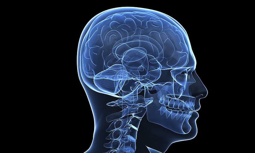 brain, Anatomy, Medical, Head, Skull, Digital, 3 d, X ray HD wallpaper