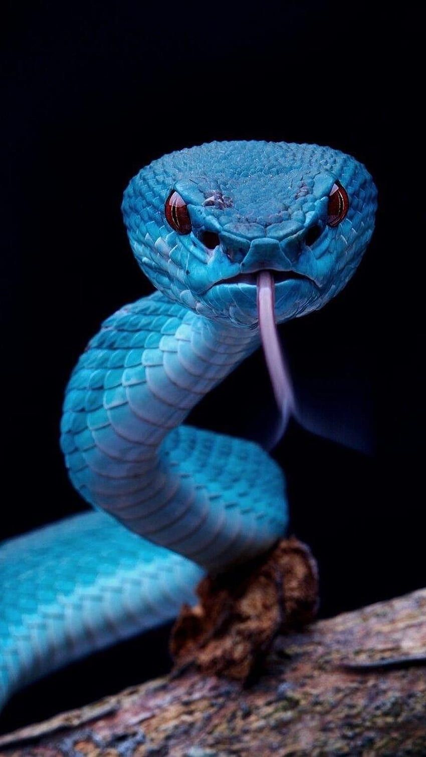 Snake, Viper Blue Snake HD phone wallpaper | Pxfuel
