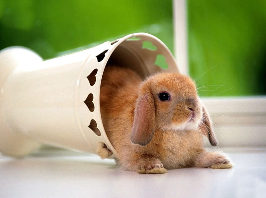 lindo conejo en balde, dulce, balde, roedor, conejo fondo de pantalla