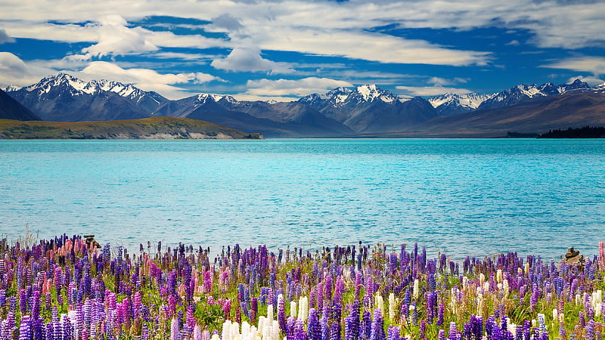 Tekapo Gölü, Yeni Zelanda. Vay. Dünyanın Harikaları, Yeni Zelanda Doğası HD duvar kağıdı