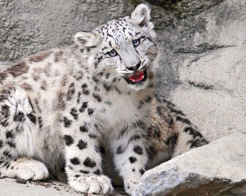 baby, ounce, mouth, rocks, snow, Baby Snow Leopard HD wallpaper