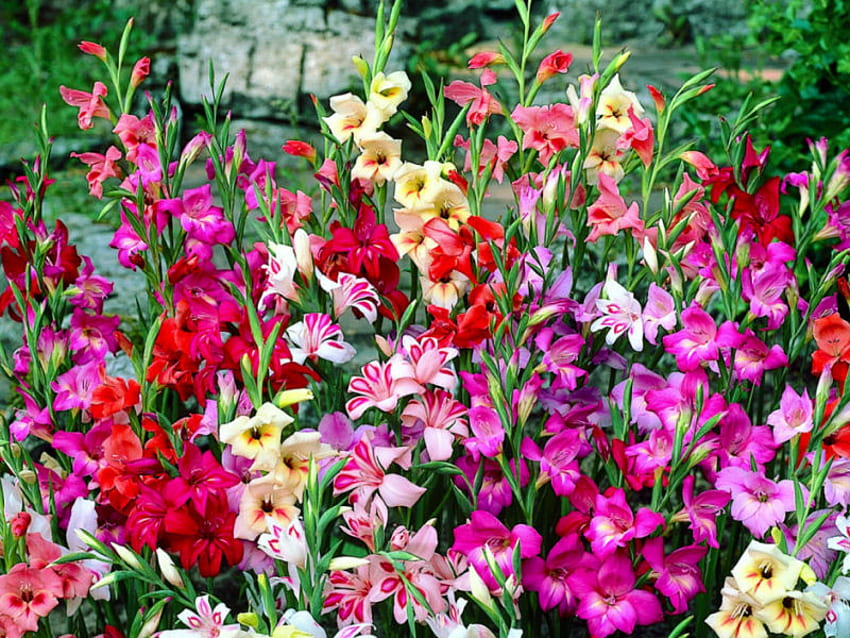 SPRING GLADS สีสัน ช่อดอกไม้ ฤดูใบไม้ผลิ กระเปาะ วอลล์เปเปอร์ HD