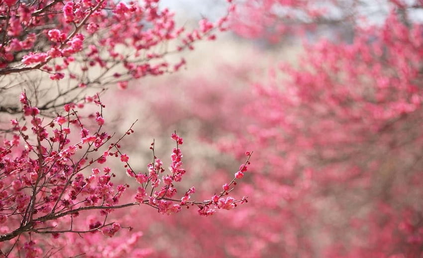 Page 329: Sedona Sand Desert Red Rock 공중 투어, Zen Japanese Cherry Blossom HD 월페이퍼