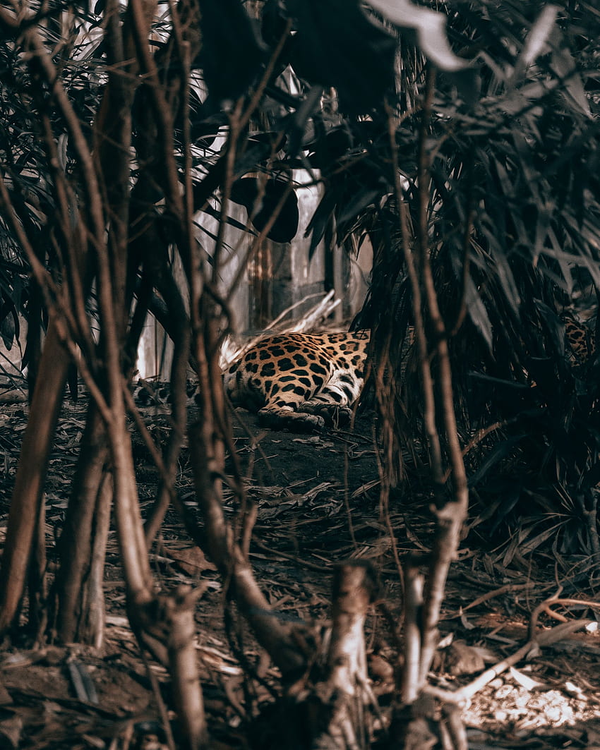 Animals, Bush, Leopard, Predator, Jungle HD phone wallpaper