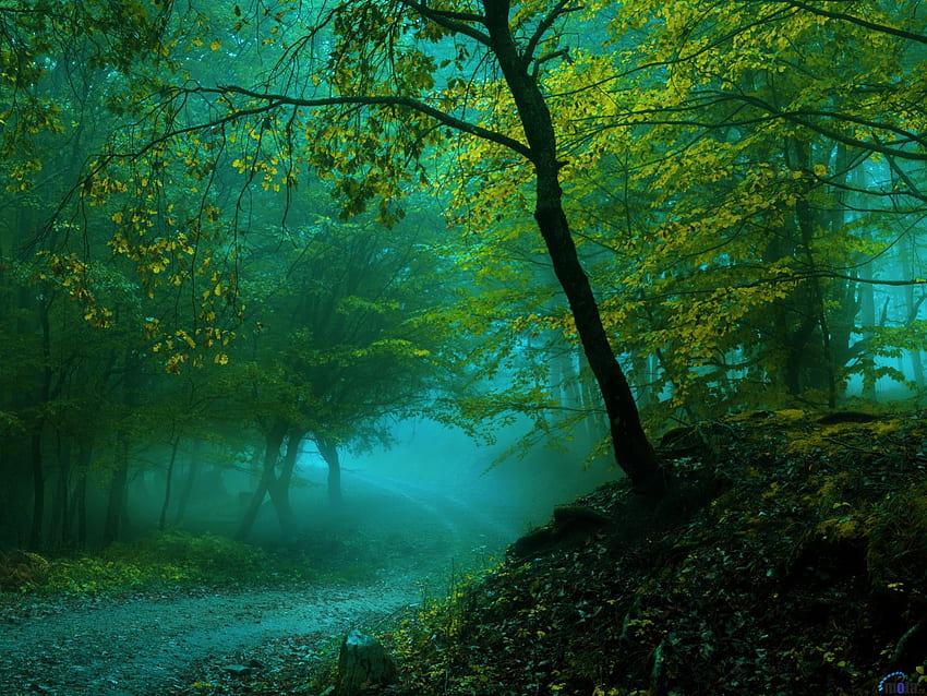 Foggy Forest, nevoeiro, árvores, estrada, natureza, floresta papel de parede HD