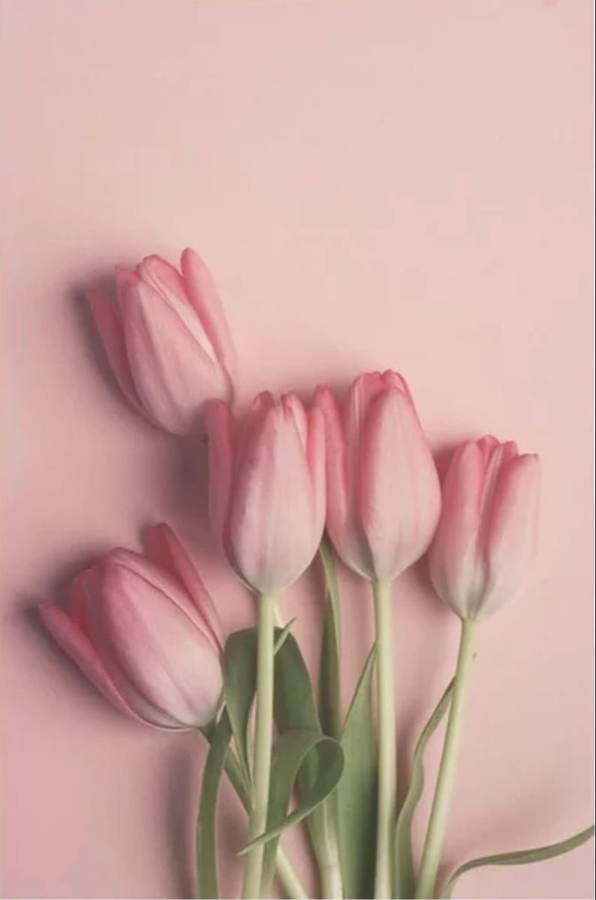 Художествен печат с красиви розови лалета от joystclaire. Общество6 през 2021 г. цвете, изкуство на стена с лалета, естетика на цветя HD тапет за телефон