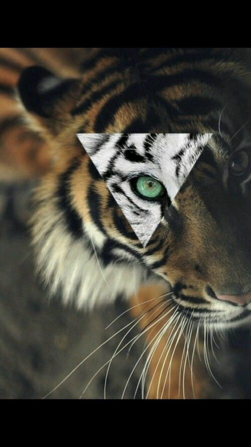 tumblr tiger triangle