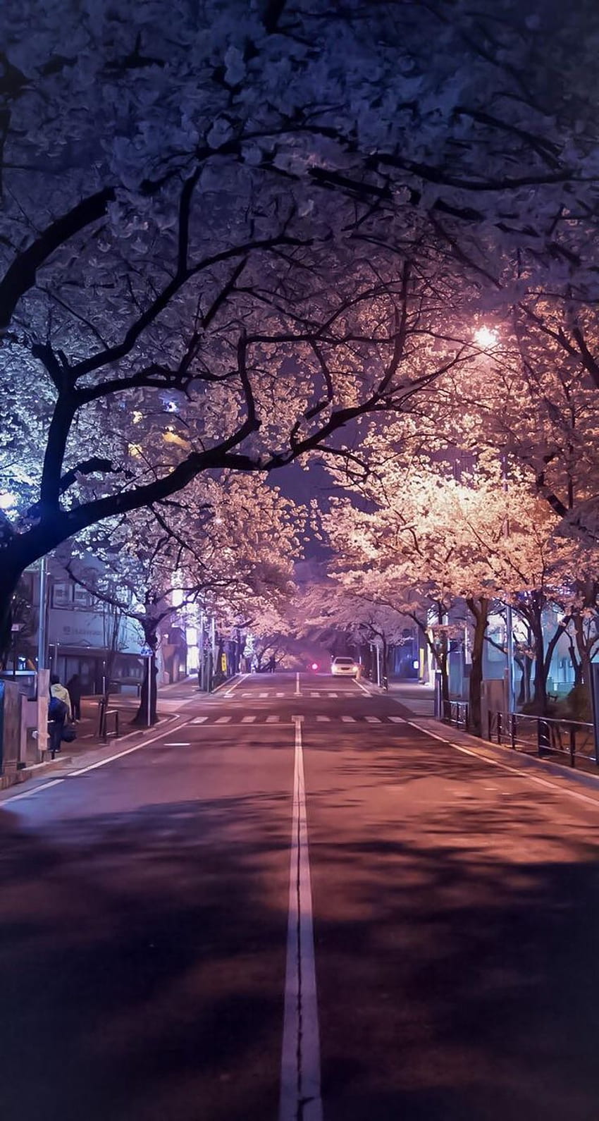 Flores de cerezo en la noche, Japón. N. Flor de cerezo, Flores de cerezo estéticas fondo de pantalla del teléfono