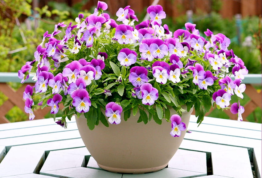 flores, amores-perfeitos, mesa, potes, vaso de plantas papel de parede HD