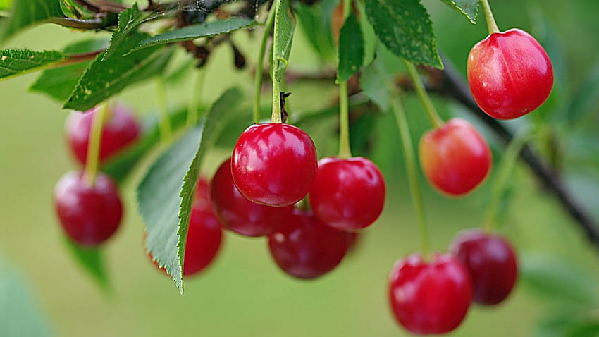 Branch, Sweet Cherry, Macro, Berry, Ripe HD wallpaper
