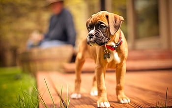 Boxer puppy dogs animals HD wallpapers | Pxfuel