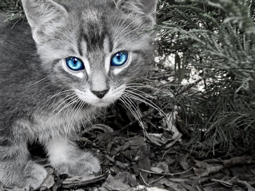 Blue Eyes, kitten, fun, contrast, cuddly, cute, cat, beautiful HD wallpaper