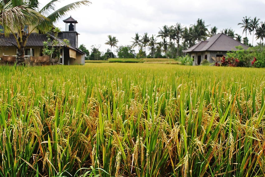 Reisfelder Hohe Qualität HD-Hintergrundbild