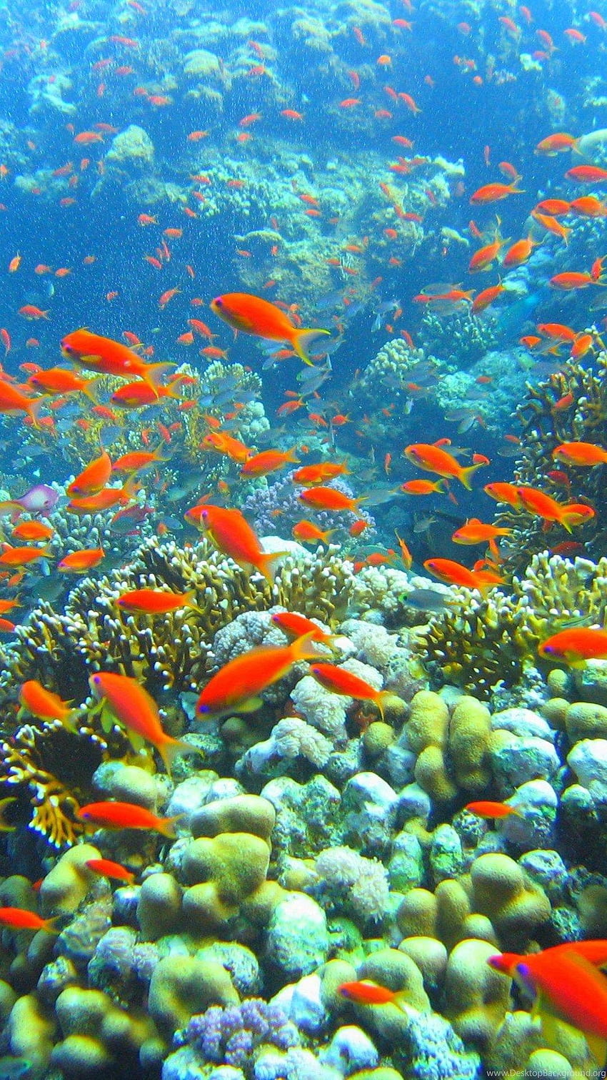 Hình nền điện thoại HD: rạn san hô, dưới nước, sinh học đại dương - Cùng đắm mình trong thế giới dưới đại dương với hình nền điện thoại HD về rạn san hô, sinh vật dưới nước và sinh học đại dương. Cảm nhận nhịp sống đầy màu sắc của những sinh vật thú vị và ngắm nhìn những bức tranh thiên nhiên đẹp tuyệt vời.