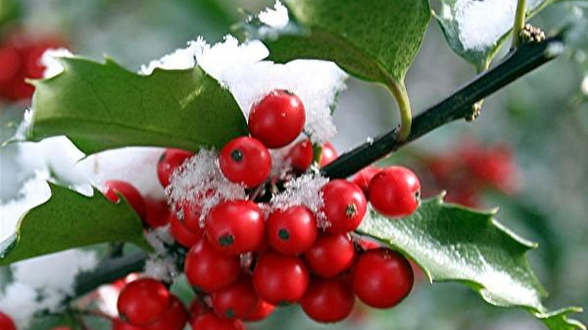 first snow, berry, wnter, snow, Red HD wallpaper
