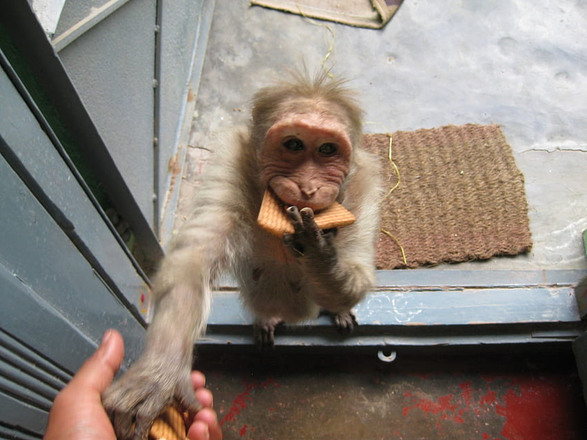 Greedy n Stockist, animal, monkey HD wallpaper