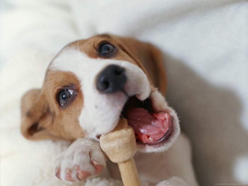 Beagle, sweet, pay, dogs, puppies, cute, beautiful, playful, playful dog, puppy, dog face, pretty, animals, face, bubbles, lovely HD wallpaper