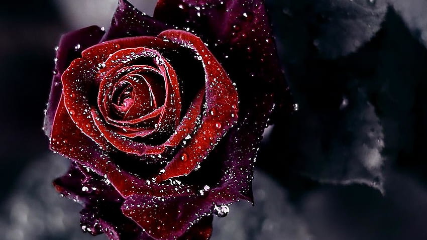 Hình nền hoa hồng đỏ: Sắc đỏ rực rỡ của hoa hồng trên hình nền thật đẹp mắt và lãng mạn. Hãy ngắm nhìn và cảm nhận sự sống động của từng cánh hoa, như muốn rực cháy cả không khí xung quanh.