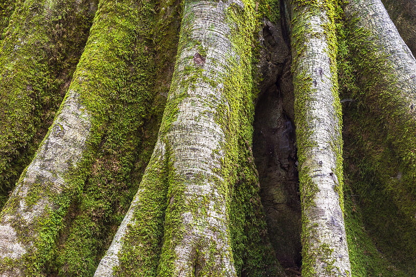 Tree Trunk HD wallpaper | Pxfuel