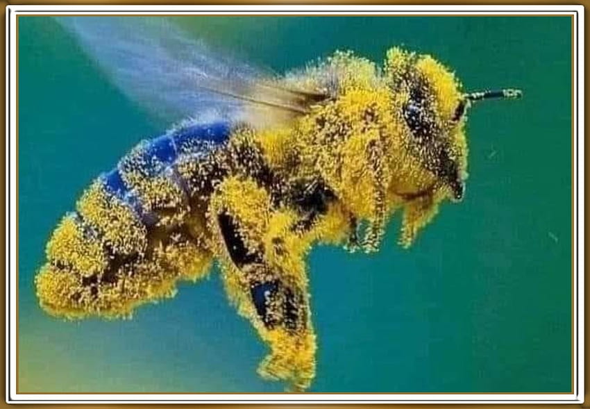 BEE WITH POLLEN, NATURE, BEE, POLLEN HD wallpaper