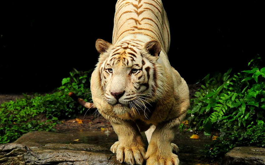 Zwierzęta, kaganiec, drapieżnik, duży kot, tygrys Tapeta HD