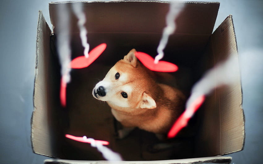 Tiere, Hund, Unschärfe, Glatt, Box, Akita Inu HD-Hintergrundbild