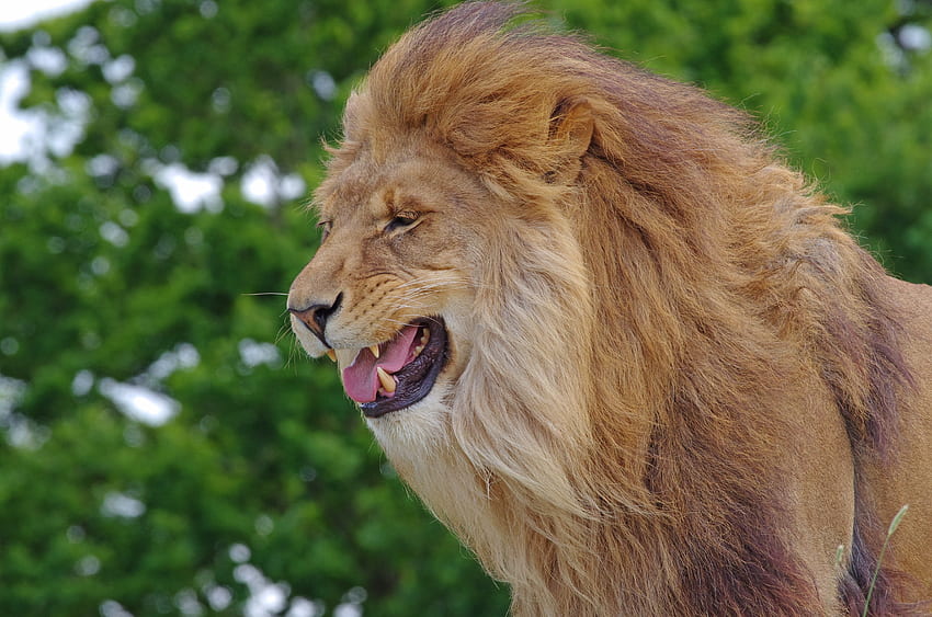 Animals, Grin, Lion, Predator, Big Cat, King Of Beasts, King Of The Beasts HD wallpaper